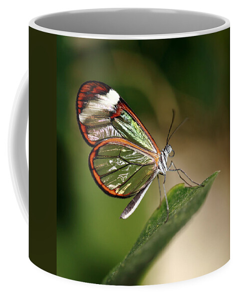 Glasswinged Longwing Butterfly Coffee Mug featuring the photograph Glasswing Butterfly by Grant Glendinning