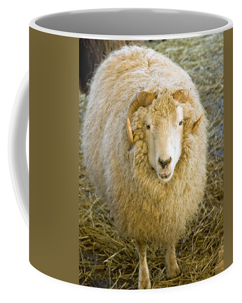 Usa Coffee Mug featuring the photograph Golden Fleece by LeeAnn McLaneGoetz McLaneGoetzStudioLLCcom