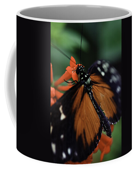 Golden Helicon Coffee Mug featuring the photograph Golden Helicon by Perla Copernik