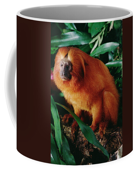 Mp Coffee Mug featuring the photograph Golden Lion Tamarin Leontopithecus by Claus Meyer