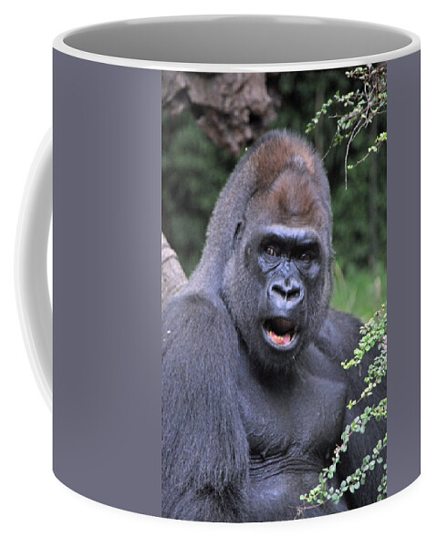 Gorilla Coffee Mug featuring the photograph Gorilla by Mike Martin