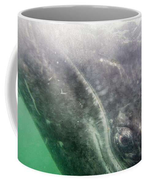 00447994 Coffee Mug featuring the photograph Gray Whale Calf San Ignacio Lagoon Baja by Suzi Eszterhas