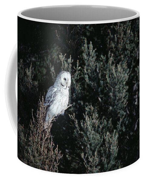 Mp Coffee Mug featuring the photograph Great Gray Owl Strix Nebulosa In Blonde by Michael Quinton