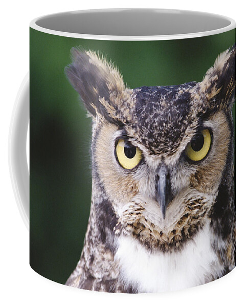 Mp Coffee Mug featuring the photograph Great Horned Owl Bubo Virginianus by Gerry Ellis