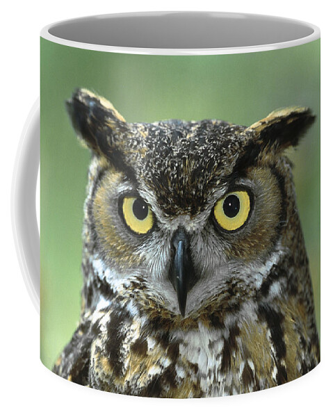 Bubo Virginianus Coffee Mug featuring the photograph Great Horned Owl Bubo Virginianus by San Diego Zoo