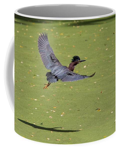 Green Heron Coffee Mug featuring the photograph Green Heron in Flight by Stephanie McDowell
