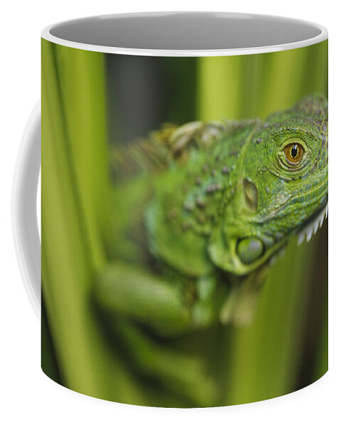Mp Coffee Mug featuring the photograph Green Iguana Amid Green Leaves Roatan by Tim Fitzharris