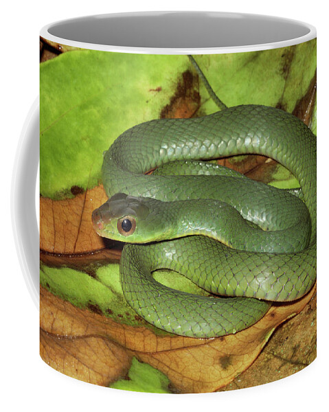 Mp Coffee Mug featuring the photograph Green Racer Drymobius Melanotropis Amid by Michael & Patricia Fogden
