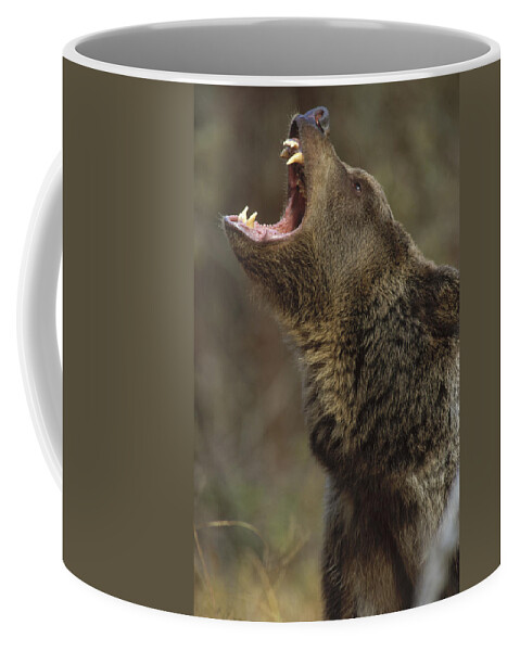 00172917 Coffee Mug featuring the photograph Grizzly Bear Calling North America by Tim Fitzharris
