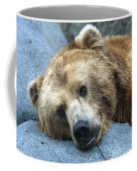 Bear Coffee Mug featuring the photograph Grizzly Bear Ursus Arctos Horribilis by San Diego Zoo
