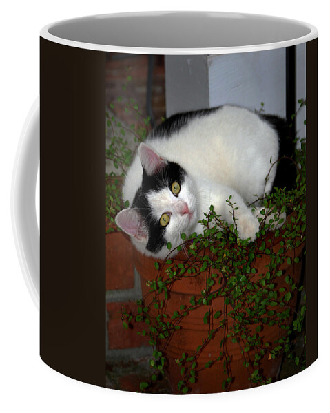 Kitten Coffee Mug featuring the photograph Growing A Kitten by Skip Willits