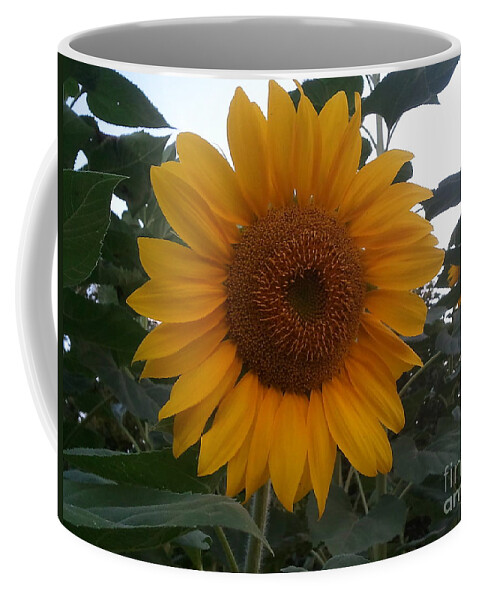 Sunflower Coffee Mug featuring the photograph Growing Sunshine by Yenni Harrison