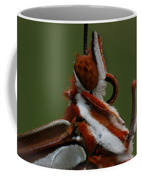 Agraulis Vanillae Coffee Mug featuring the photograph Gulf Fritillary Butterfly Portrait by Daniel Reed