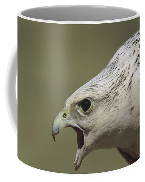 Mp Coffee Mug featuring the photograph Gyrfalcon Falco Rusticolus Adult Female by Konrad Wothe