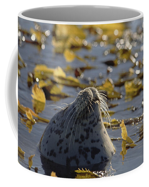 Mp Coffee Mug featuring the photograph Harbor Seal Phoca Vitulina Head Poking by Gerry Ellis