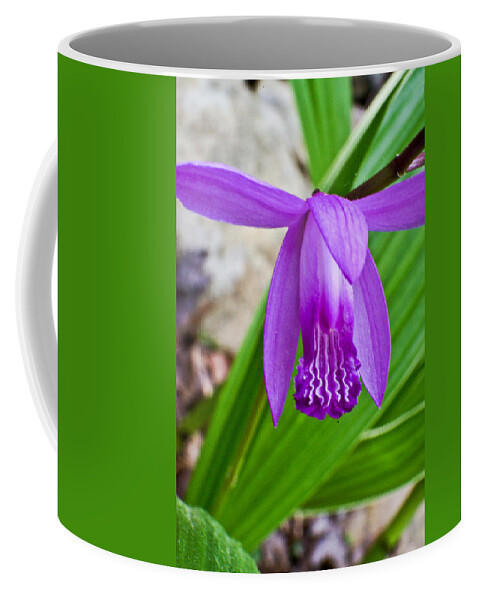 Orchidaceae Coffee Mug featuring the photograph Hardy Orchid 4 by Douglas Barnett
