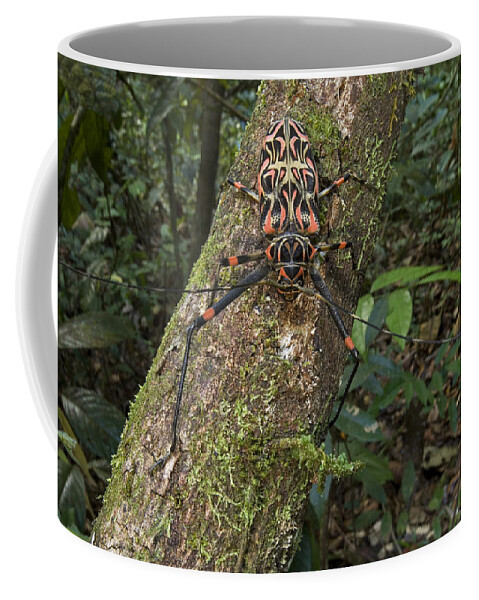 00298531 Coffee Mug featuring the photograph Harlequin Beetle Female Acarai Mts by Piotr Naskrecki