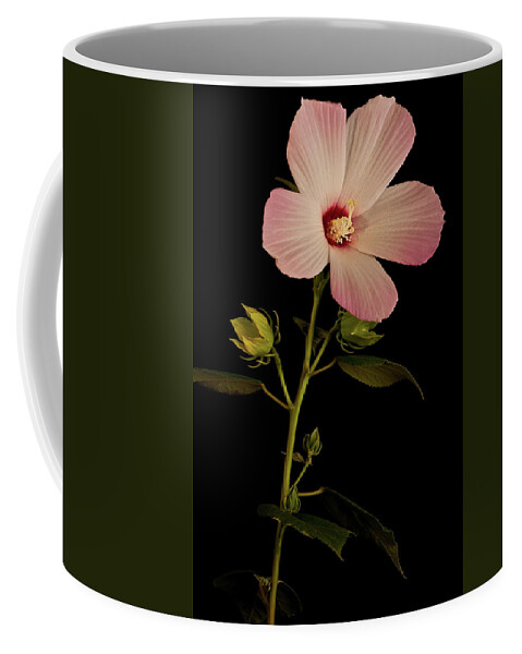 Hibiscus Coffee Mug featuring the photograph Hibiscus Portrait by Onyonet Photo studios
