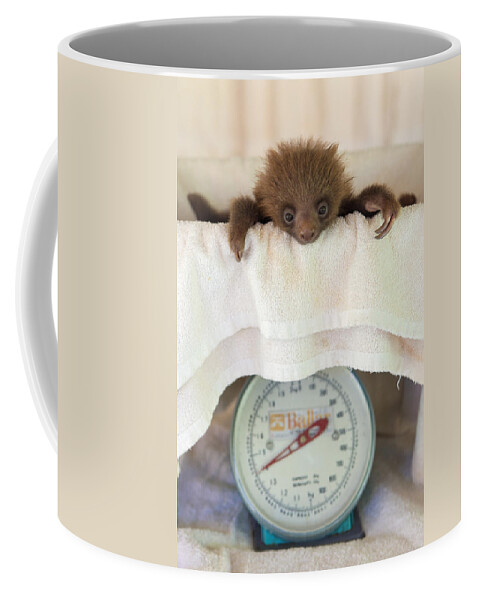 00456406. Suzi Eszterhas Coffee Mug featuring the photograph Hoffmanns Two-toed Sloth Orphan by Suzi Eszterhas