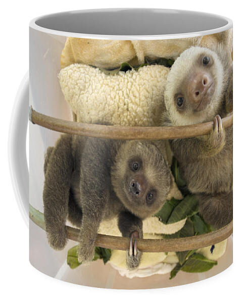 00456395 Coffee Mug featuring the photograph Hoffmanns Two-toed Sloth Orphaned Babies by Suzi Eszterhas