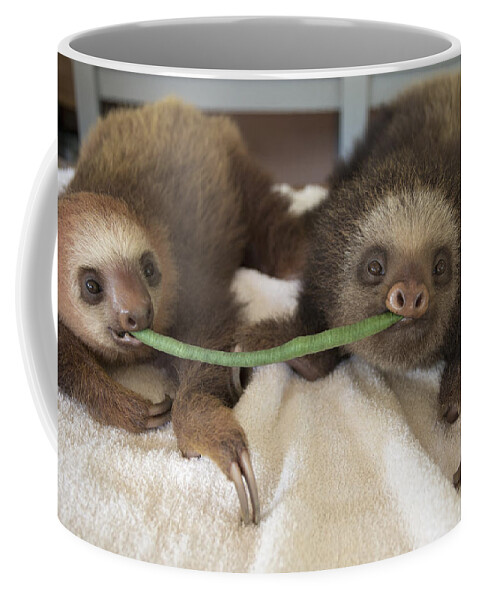 00456407 Coffee Mug featuring the photograph Hoffmanns Two-toed Sloth Orphans Eating by Suzi Eszterhas