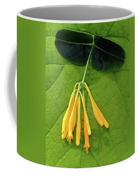 Honeysuckle Coffee Mug featuring the photograph Honeysuckle by Dave Mills