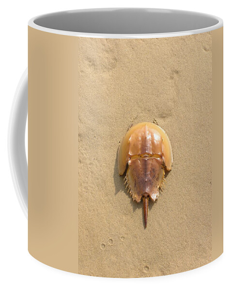 Horseshoe Coffee Mug featuring the photograph Horseshoe Crab In The Sand Campground Beach Cape Cod Eastham MA by Sven Migot