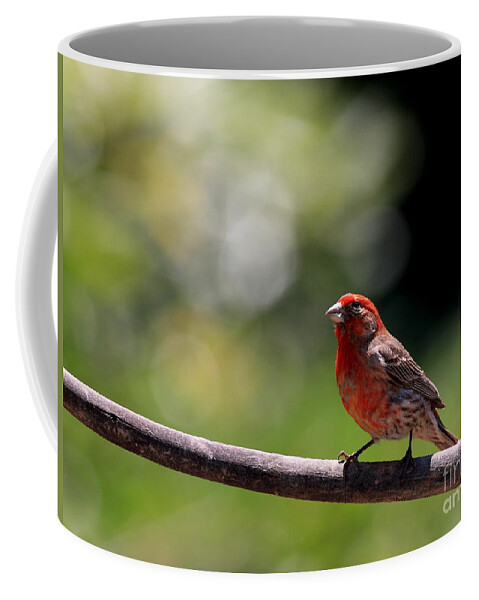 Animal Coffee Mug featuring the photograph House Finch Bird . 40D7605 by Wingsdomain Art and Photography