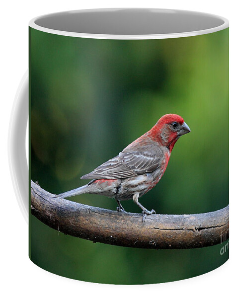 Animal Coffee Mug featuring the photograph House Finch Bird . 40D8331 by Wingsdomain Art and Photography