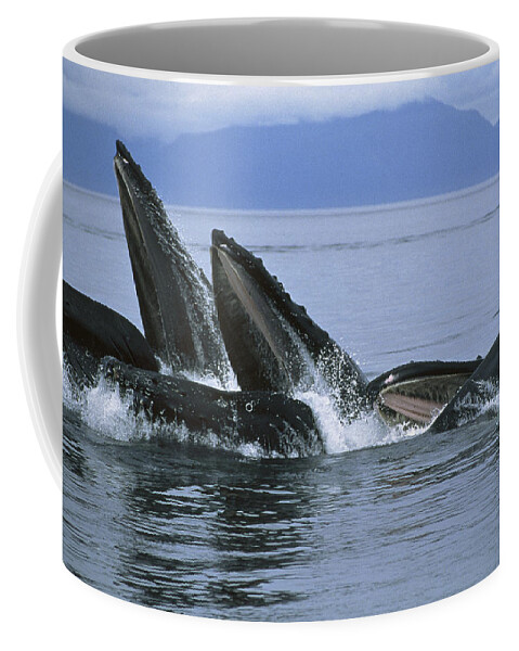 00128658 Coffee Mug featuring the photograph Humpback Whale Blow Hole Southeast by Flip Nicklin