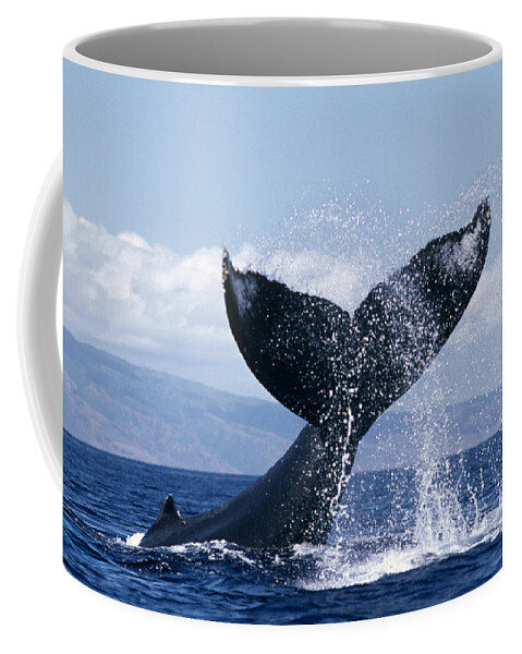 00080296 Coffee Mug featuring the photograph Humpback Whale Lashing Tail Hawaii by Flip Nicklin