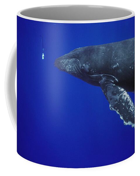 00128629 Coffee Mug featuring the photograph Humpback Whale Singer Approaches by Flip Nicklin