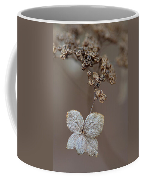 Plant Coffee Mug featuring the photograph Hydrangea arborescens Dry Flower Head In Winter by Daniel Reed