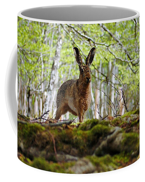 Brown Hare Coffee Mug featuring the photograph I'm all ears by Gavin Macrae