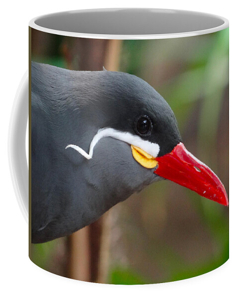 Bird Coffee Mug featuring the photograph Inca Tern by Julia Wilcox