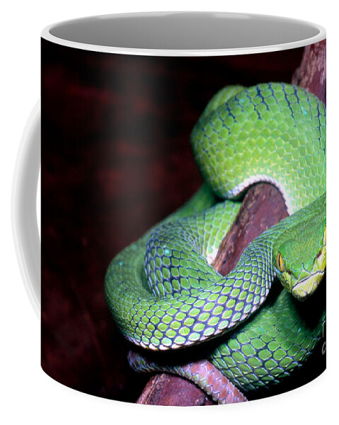Island Pit Viper Coffee Mug featuring the photograph Island Pit Viper by Dante Fenolio