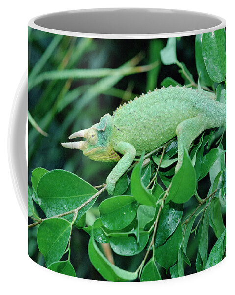 00200216 Coffee Mug featuring the photograph Jacksons Chameleon Chamaeleo Jacksonii by Gerry Ellis