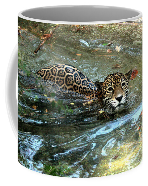 Jaguar Coffee Mug featuring the photograph Jaguar In For A Swim by Kathy White