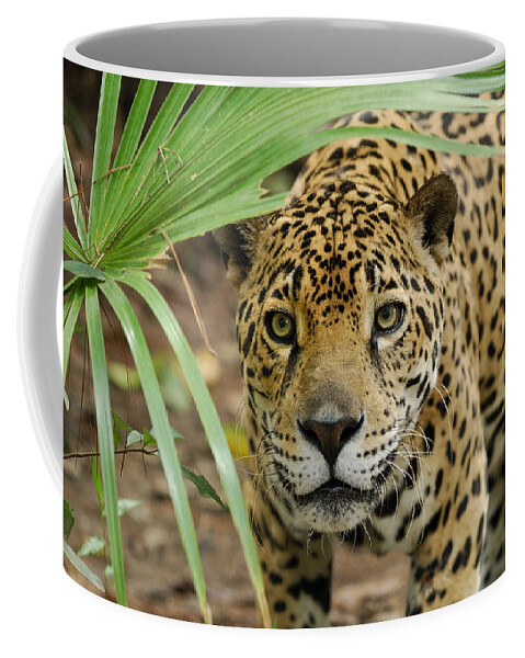 Mp Coffee Mug featuring the photograph Jaguar Peering Through The Brush by Thomas Marent