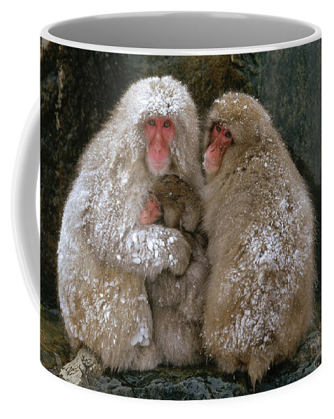 Mp Coffee Mug featuring the photograph Japanese Macaque Macaca Fuscata Family by Konrad Wothe