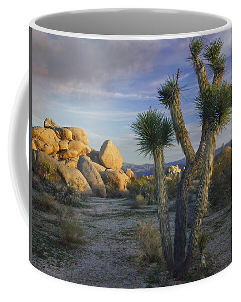 00176988 Coffee Mug featuring the photograph Joshua Tree And Boulders Joshua Tree by Tim Fitzharris