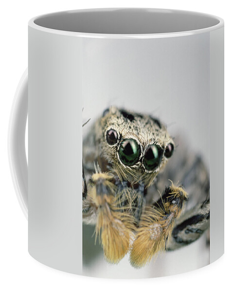 Mp Coffee Mug featuring the photograph Jumping Spider Maevia Sp Male Portrait by Mark Moffett