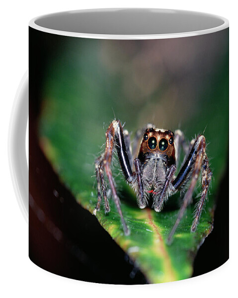 Mp Coffee Mug featuring the photograph Jumping Spider Plexippus Paykulli by Gerry Ellis