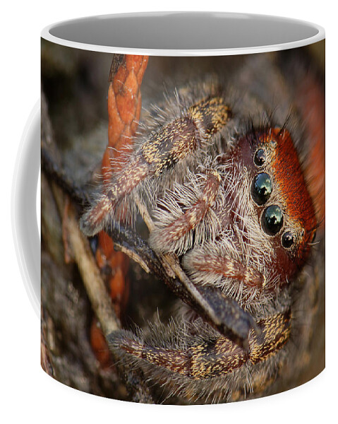 Phidippus Cardinalis Coffee Mug featuring the photograph Jumping Spider Portrait by Daniel Reed
