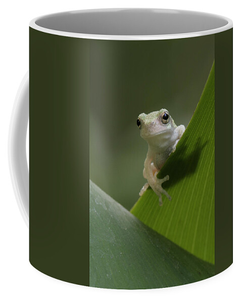 Grey Treefrog Coffee Mug featuring the photograph Juvenile Grey Treefrog by Daniel Reed