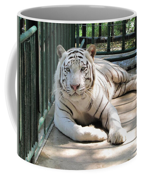 Tiger Coffee Mug featuring the photograph Kimar the white tiger by Keith Stokes
