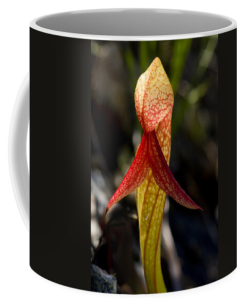 Darlingtonia Coffee Mug featuring the photograph Lady in Red by Betty Depee