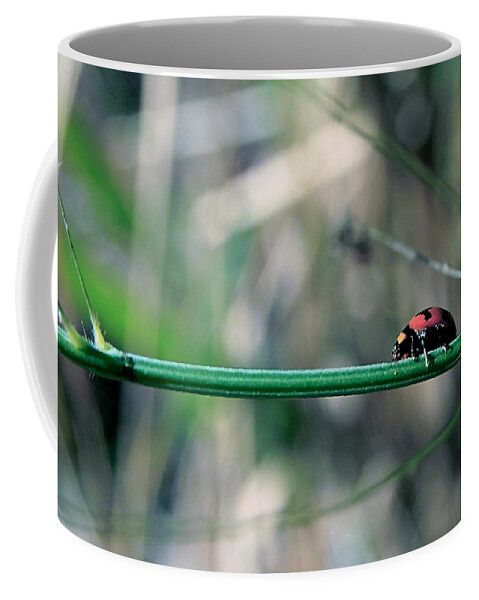 Ladybird Coffee Mug featuring the photograph Ladybird by Jocelyn Kahawai
