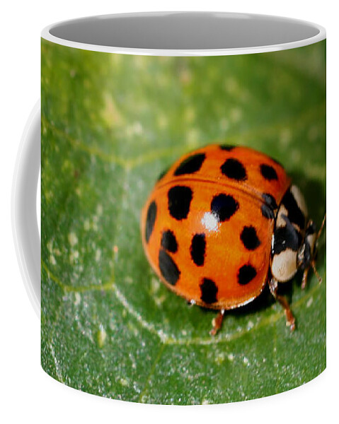 Ladybug Coffee Mug featuring the photograph Ladybug by Smilin Eyes Treasures