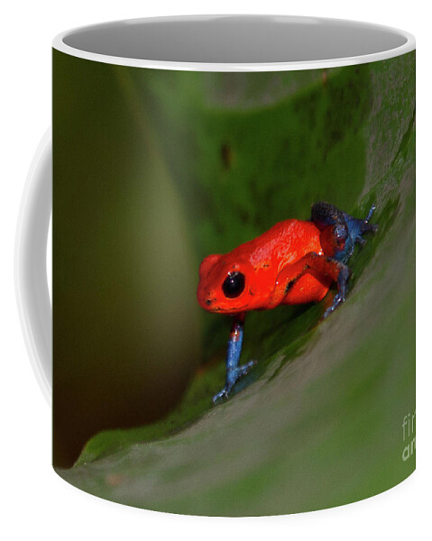 Costa Rica Coffee Mug featuring the photograph Lil' Bitty Frog by Sue Karski